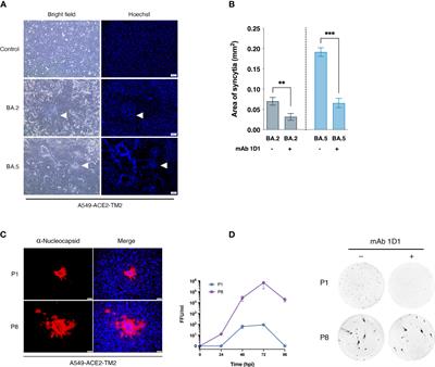 Impact of mAb-induced A475V substitution on viral fitness and antibody neutralization of SARS-CoV-2 omicron variants in the presence of monoclonal antibodies and human convalescent sera